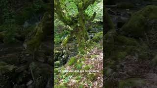 Ruta Bosque El Saltarero, Acebedo,Leòn.La primavera en los bosques de Leòn. Montaña Oriental Leonesa