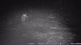 これ ハクビシンの鳴き声 夜中のうるさい声の正体を動画で見極める 害獣お助け本舗