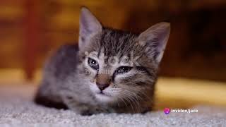 Feline Memory  How Long Can Cats by Cats OVERLOAD 210 views 2 weeks ago 2 minutes, 30 seconds