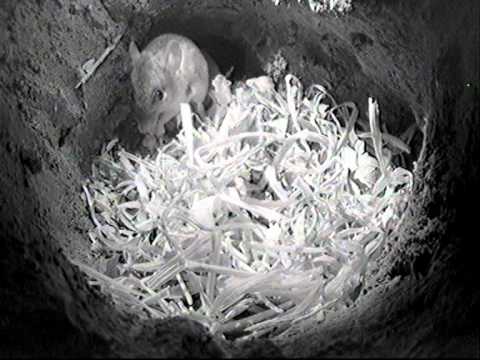 Heligan Mouse Cam Proves To Be An Online Hit Countryfile Com
