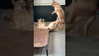 Big cats mating! #cats #caracal by Lavish Savannah’s 269,418 views 2 years ago 1 minute, 26 seconds