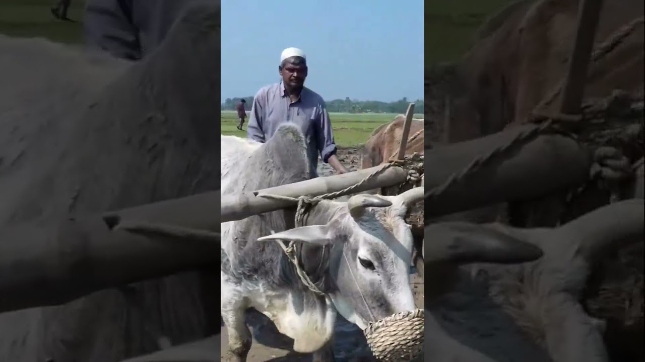 Working with oxen in Bangladeshi village 