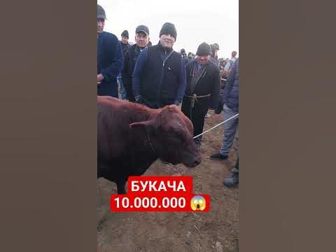 БУХОРО КОРАКУЛ - YouTube