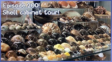 Shell Cabinet Tour! What Seashells Have I Collected? (Episode 200) #shells
