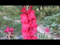 Сорт &quot;Подорож до дитинства&quot; (огляд В. Патоки)
