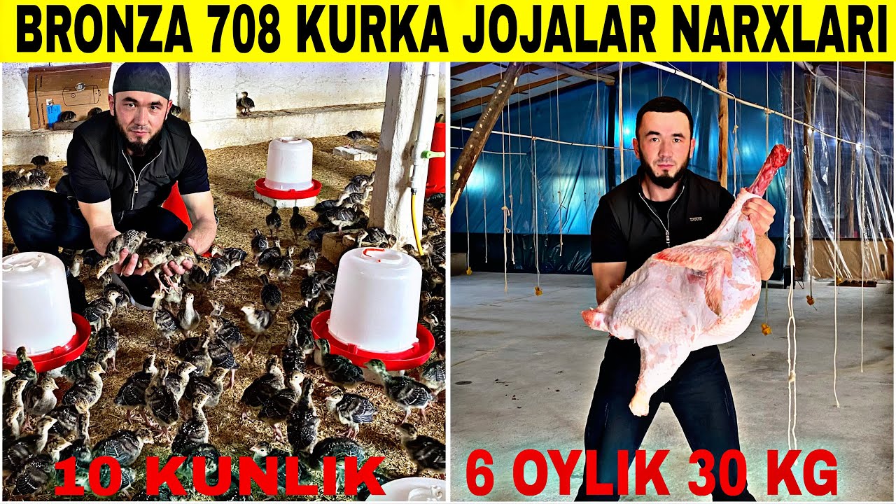 2026 KURKA JOJALARI NARXLARI