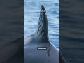 ‘Grandmother’ orca found with suspected gunshot wounds