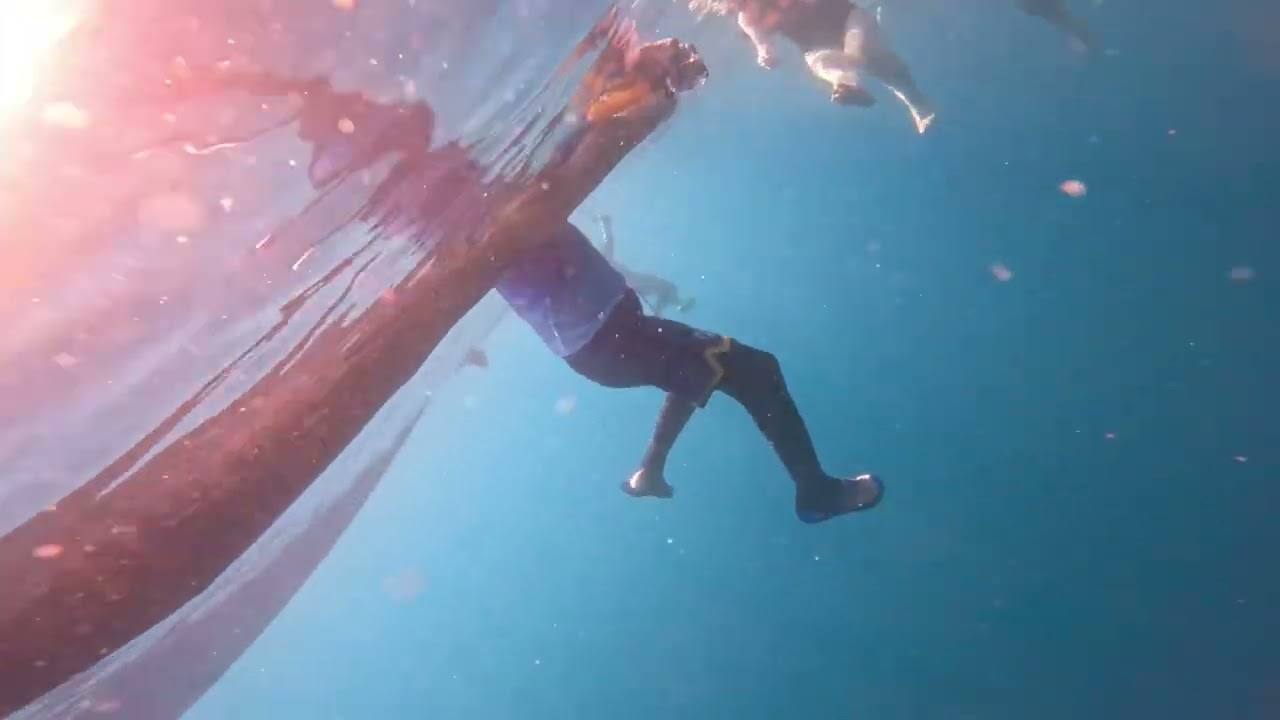 whaleshark watching.. my daily routine as a tour guide