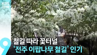 철길 따라 꽃터널…‘전주 이팝나무 철길’ 인기 / KBS  2024.05.03.