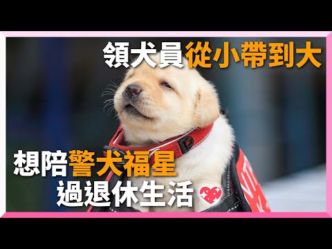 超萌警犬福星4年後將退休！搭檔告白：想陪牠度過餘生｜寵物動物｜狗｜拉布拉多｜K-9