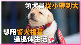 超萌警犬福星4年後將退休搭檔告白想陪牠度過餘生寵物動物狗拉布拉多K9