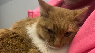 Gregory learning to be loved #thisisrescue #passion #compassion #cat #love by Furball Farm Cat Sanctuary 2,895 views 2 months ago 1 minute, 30 seconds