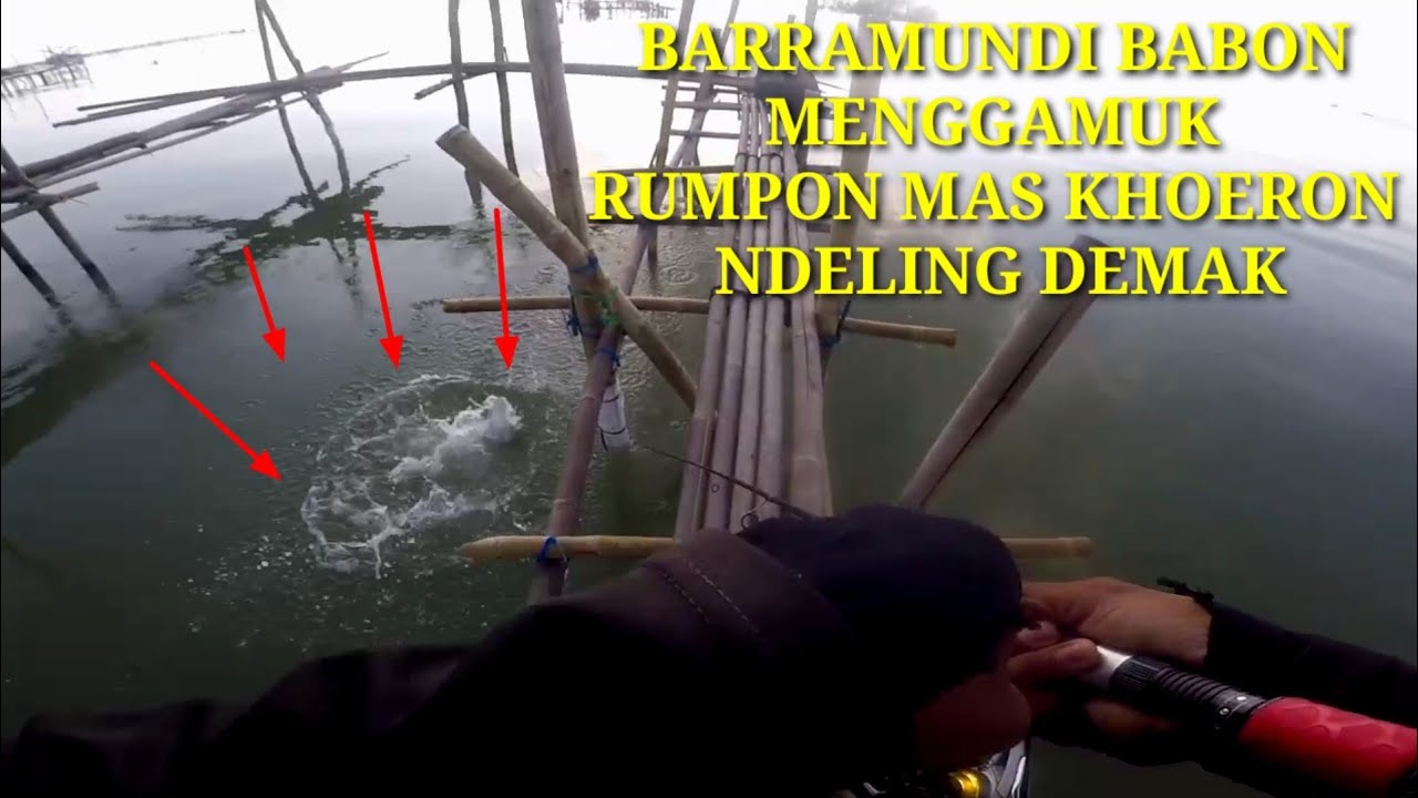 Mancing Kakap Putih Barramundi Dirumpon Mas Khoeron Kali 3 Ndeling Demak