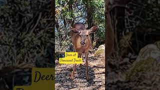Deer at Thousand Trails up close #deer #thousandtrails #outandabout #shorts #seniorliving