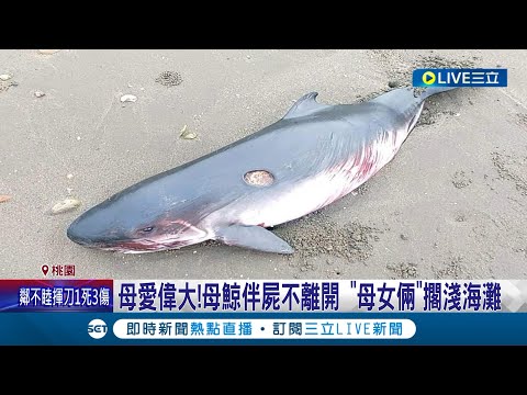 跟著女兒一路漂流! 疑陪伴"死亡幼鯨"小抹香鯨擱淺海灘 經救援"換氣.心跳穩定"逐漸復原│記者 林俊華 詹蕙銘│【萌寵54來當家】20221025│三立新聞台