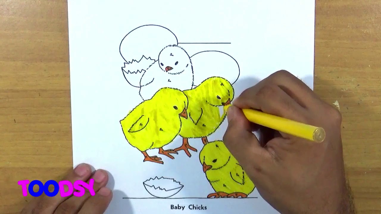 How to Color A Group Of Baby Chick Coloring Page - YouTube