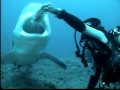 Dive with the Bull Sharks Santa Lucia Cuba