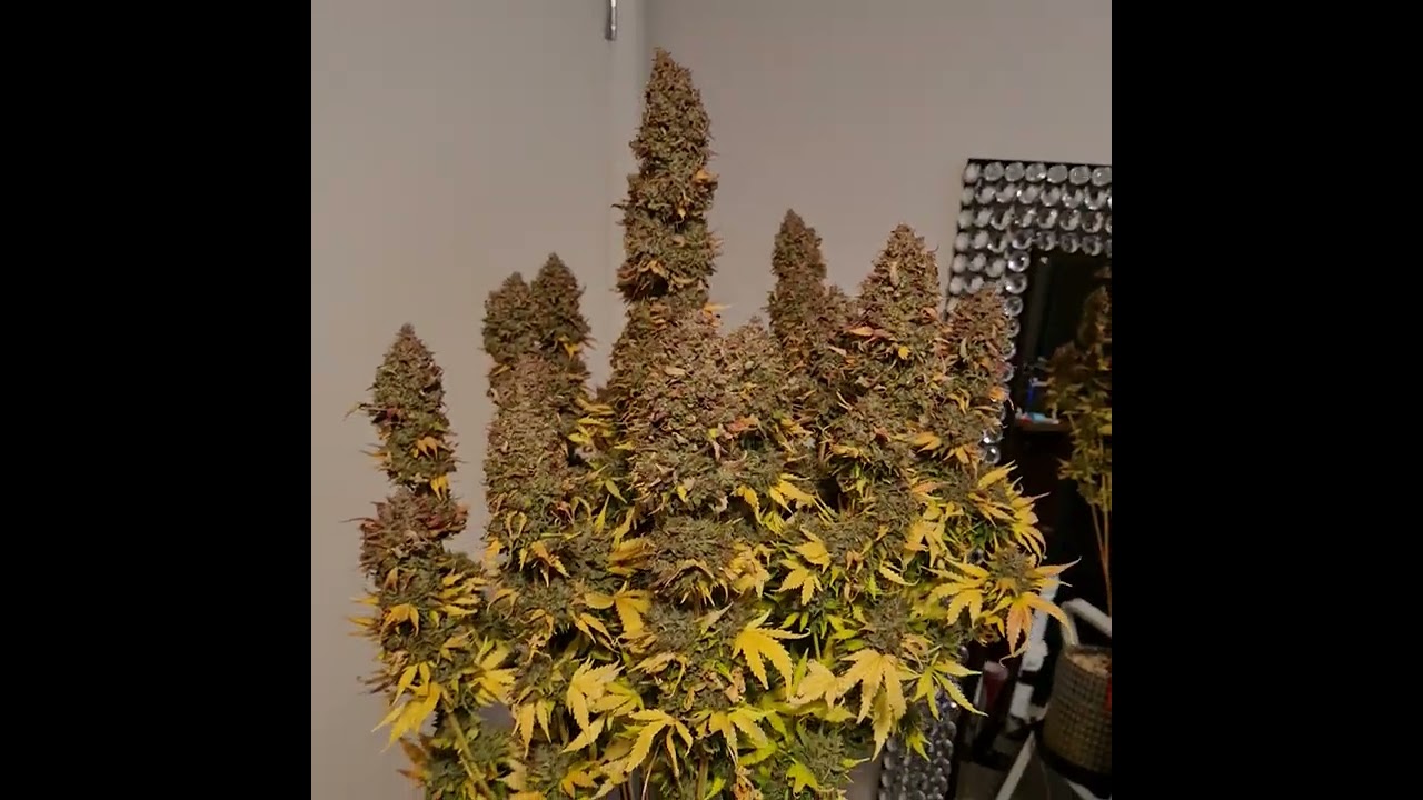 chop day for chem dogging x cdlc (7.7 oz dry)