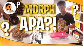 Cara Identifikasi Morph dan Susahnya Jadi Seorang Breeder!