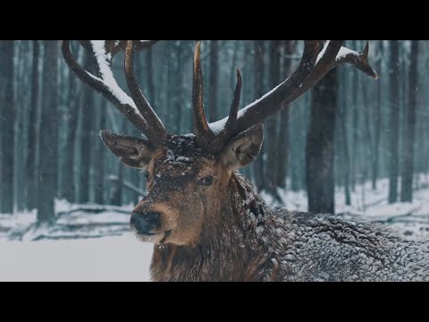 Смотреть клип Ummet Ozcan - The Forest Song