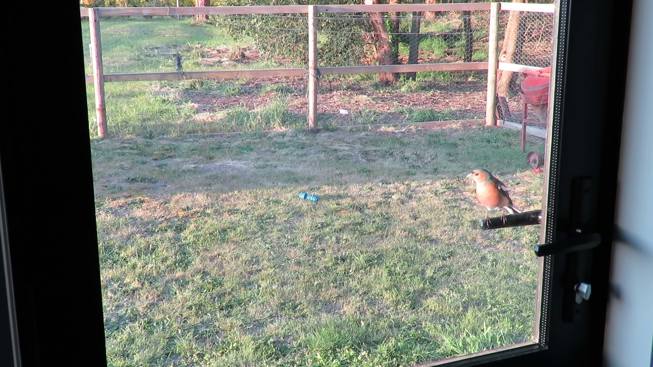 Bird tapping on our window every morning YouTube