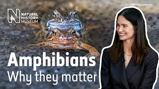 Amphibian decline & why it matters: Katherine Waterston quizzes 3 experts (Audio Described) by Natural History Museum 102 views 3 weeks ago 24 minutes