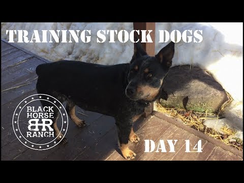 Stock Dog Training - Day 14