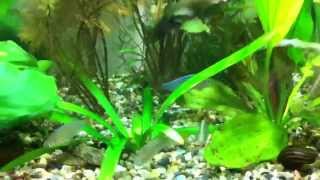 Dwarf Neon Rainbowfish