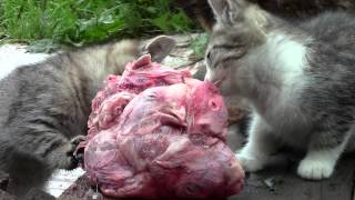 Кошки Кошки