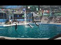 дельфины бросают мяч зрителям, Евпаторийский дельфинарий