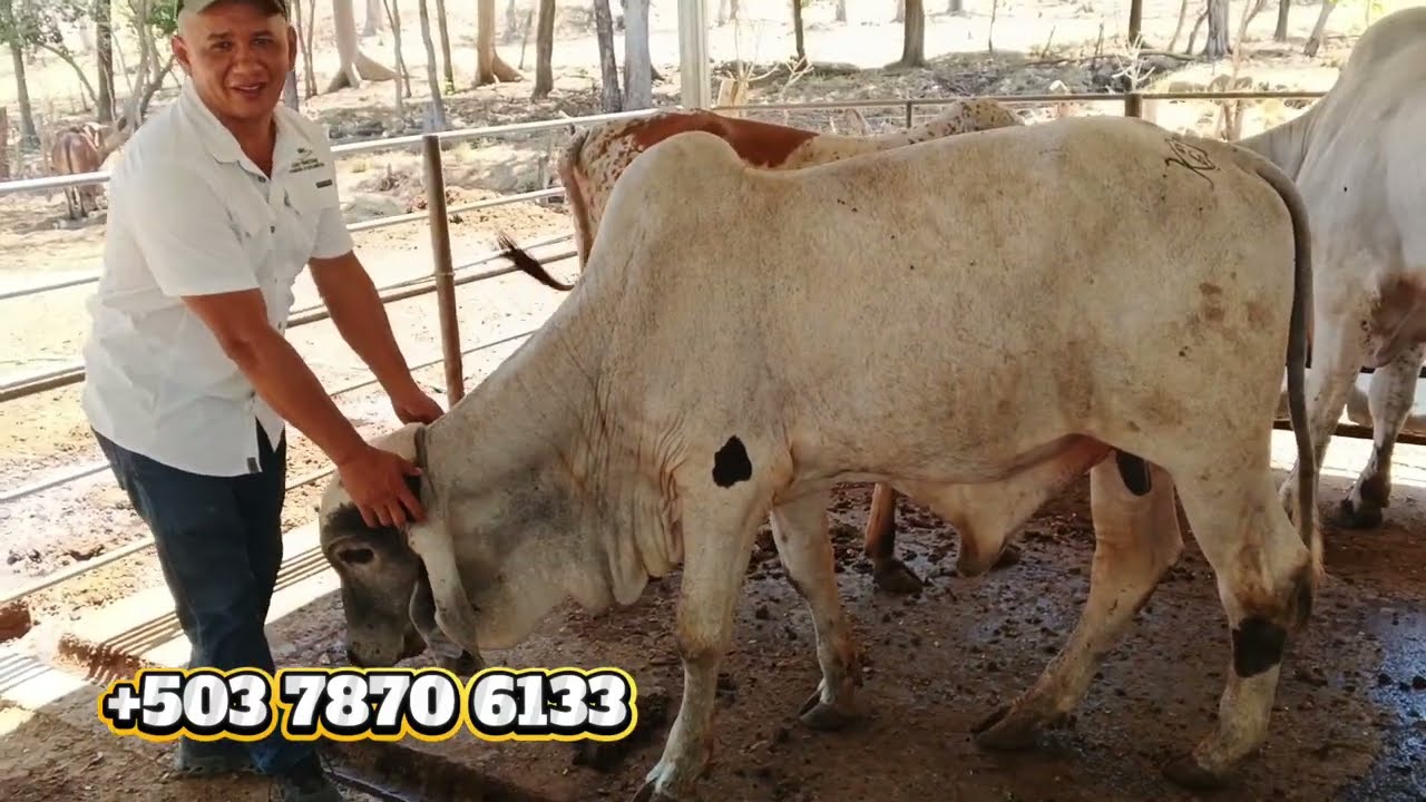 Ganadería GS Novilllas y Toretes Criollos e Importados | El Salvador en el Campo