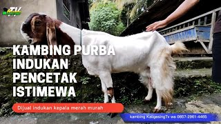 indukan kepala merah kambing purba || dijual