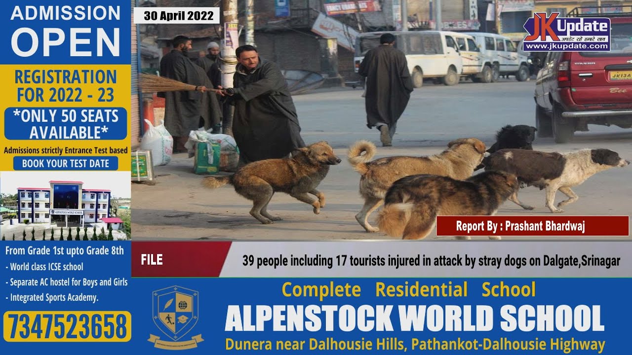 39 people including 17 tourists injured in attack by stray dogs on ...