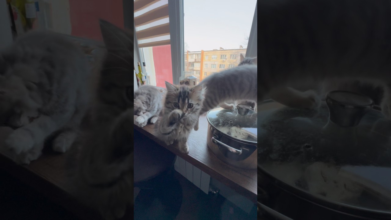 Госконтроль 😂 