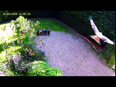 A Red Kite flies past at speed