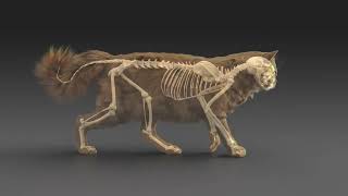 Cat walking  rigging and animating skeleton and muscles