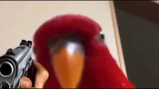Красный попугай убийца Red bird meme