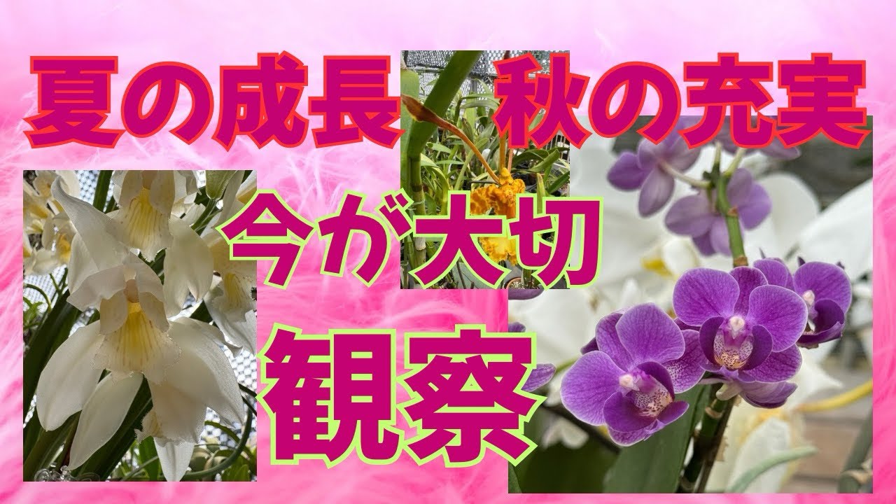 ￼洋蘭シンビジューム　カトレア　デンドロビュームなど成長観察　良い株　悪い株