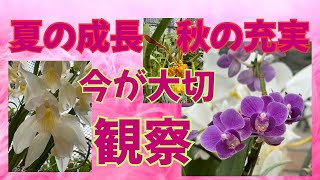 洋蘭シンビジューム カトレア デンドロビュームなど成長観察 良い株