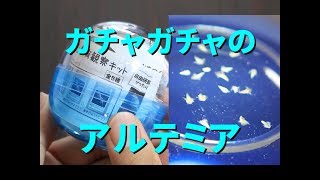 【自由研究】ガチャガチャのアルテミアを育てよう