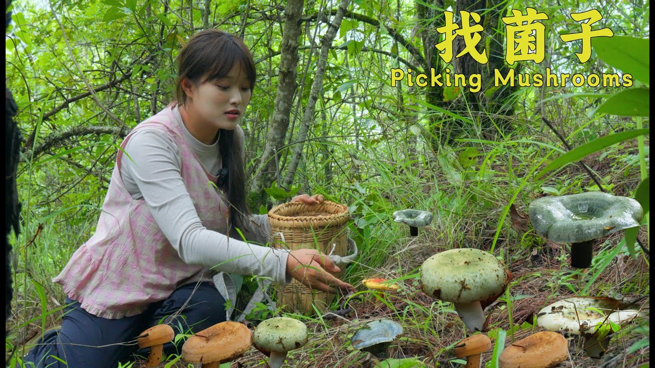 云南的山上都是红伞伞白杆杆，又到了一年菌子季，我们一起捡菌子咯！【叫我阿霞Channel】