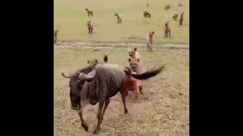 гиены разрывают живую антилопу hyenas tear up a live antelope  ￼