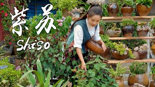 'Spices of Four Seasons' Shiso  Refreshing delicacies in leaves of two colors