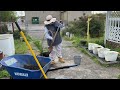 How to transplant a Palm plant the easy way