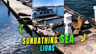 Sea Lions Getting Cozy While Sunbathing