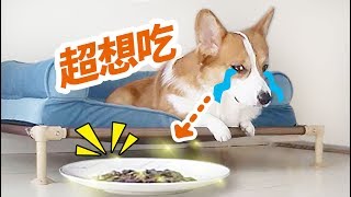 【小短腿Duby】没人看管时狗狗会偷吃眼前食物吗结果意想不到