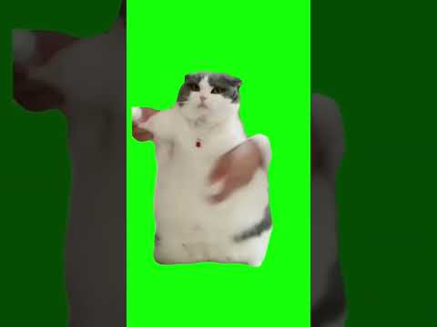 Cat Dancing To Wop Green Screen Shorts 猫 猫ミーム ダンス猫 猫マニア 素材 Catmemes Greenscreen Cat Catdancing