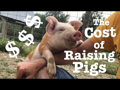 The Cost of Raising Pigs for Meat