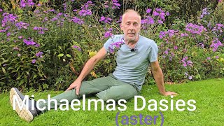 Michaelmas Dasies (aster) #gardening #autumn #herbaceous #herbs #gardens #cottagegarden #wow #like