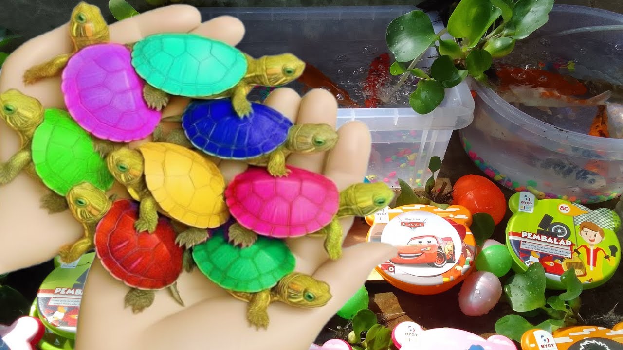 Catch Colorful Tropical Fish in Giant Colorful Eggs, Discus, Baby Turtle, Carp, Tiger Guppies, Eels